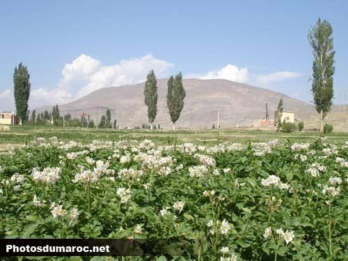 Plantation de pomme de terre dans Imilchil, Montagnes Atlas, Maroc photo