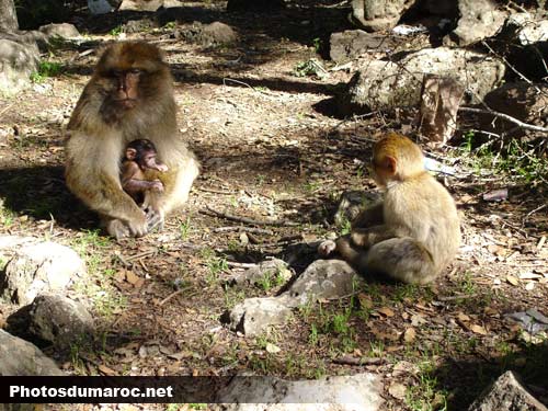 Singes dans la forêt des cedres près dAzrou dans les montagnes d’atlas Maroc