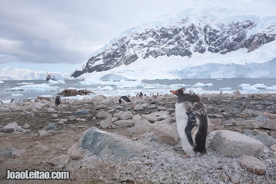 Pinguim em Neko Harbour - Viagem Antártida