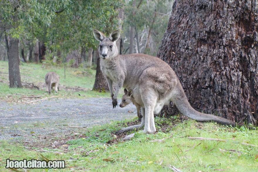 Canguru em Halls Gap, Visitar a Austrália