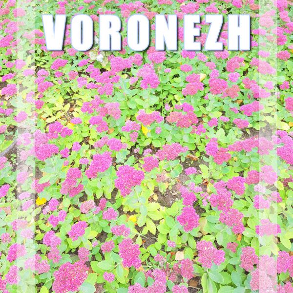Visitar Voronezh, Rússia: Guia Prático de Viagem