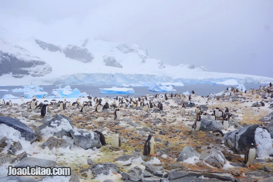 Travel in Antarctica