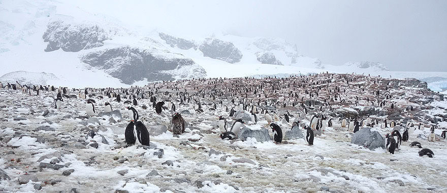 Visit Cuverville Island - Antarctica Travel Guide