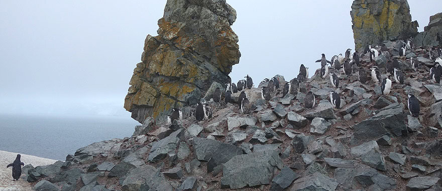 Visit Half Moon Island - Antarctica Travel Guide