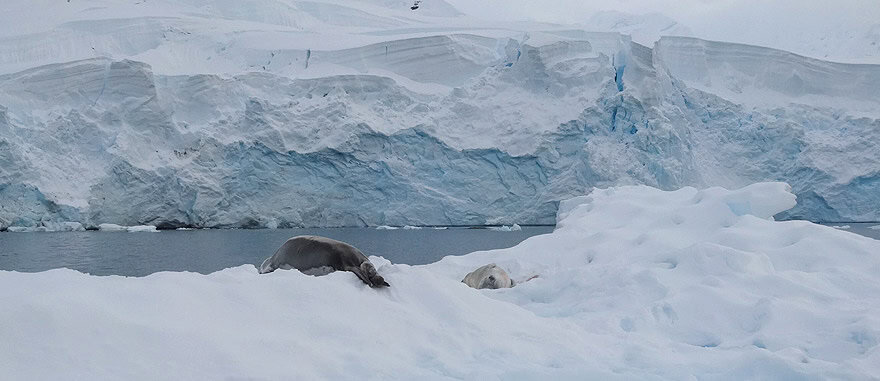Visit Paradise Bay - Antarctica Travel Guide