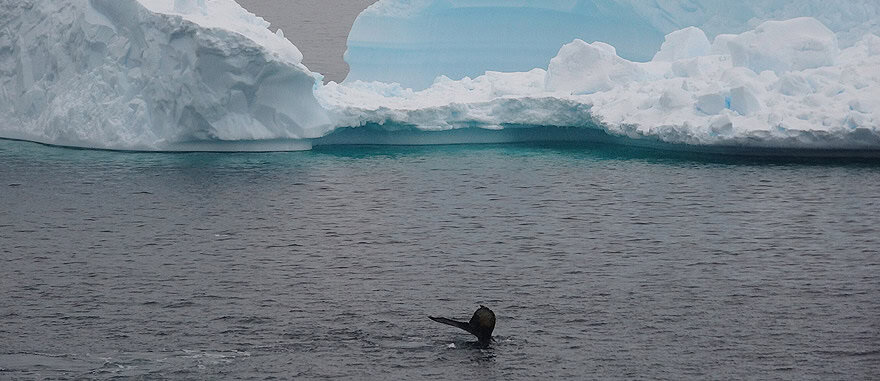 Visit Wilhelmina Bay - Antarctica Travel Guide