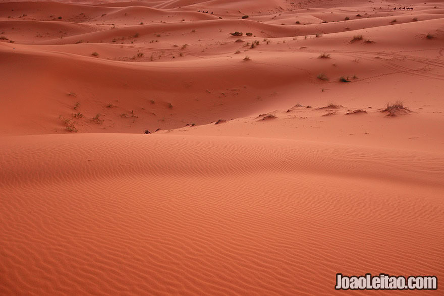 Nomad Revelations | Travel Blog and Adventures - photo of camel caravan in Sahara Desert