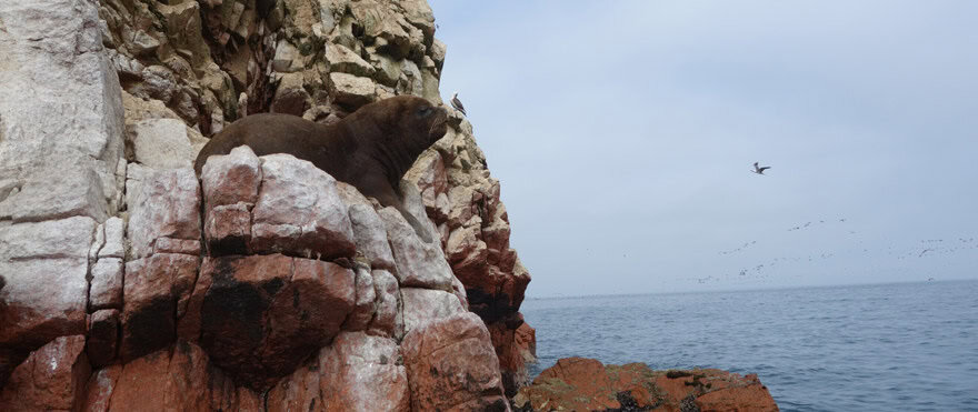 Ballestas Islands Peru