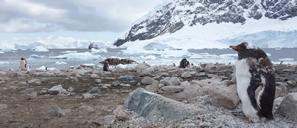 Visit Neko harbour - Antarctica Travel Guide