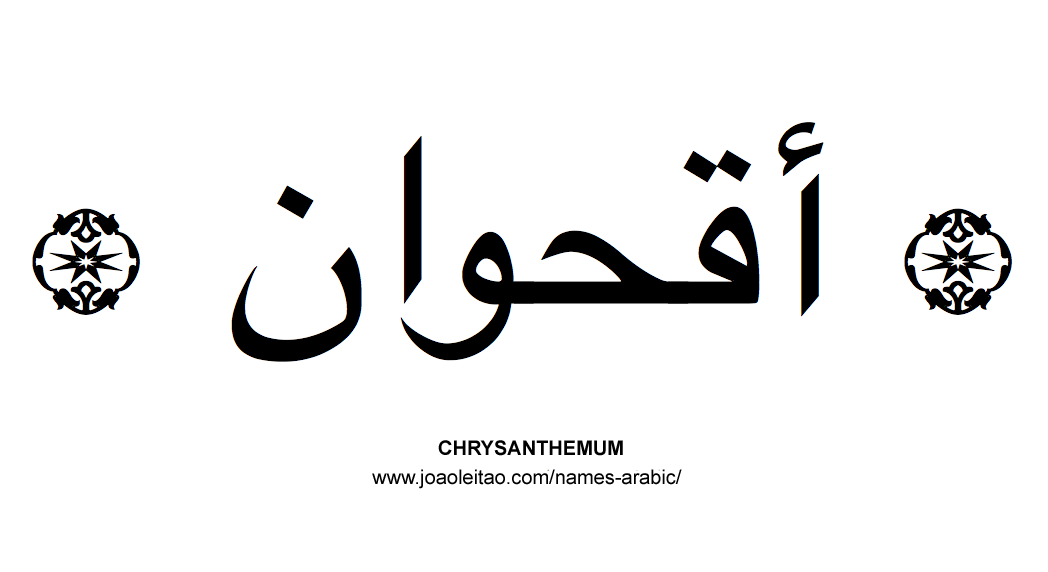 Flowers in Arabic: Arabic CHRYSANTHEMUM