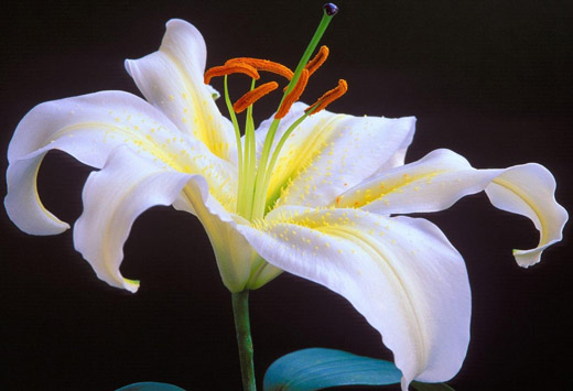 Lily flower written in Arabic