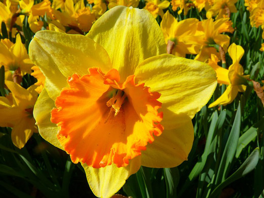 Narcissus flower written in Arabic