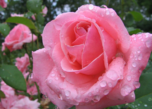 Rose flower written in Arabic