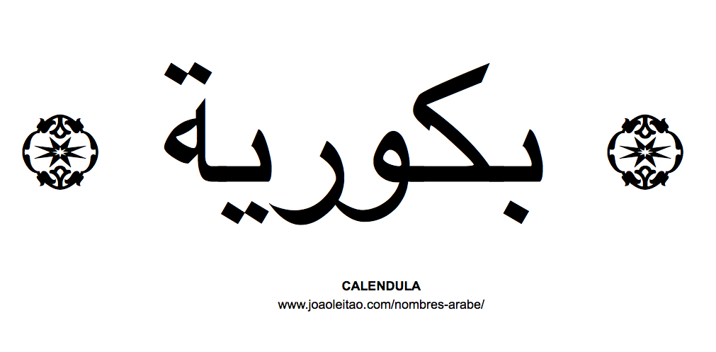 Calendula Nombre de Flor en Arabe