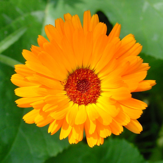 Flor calendula escrito em Arabe