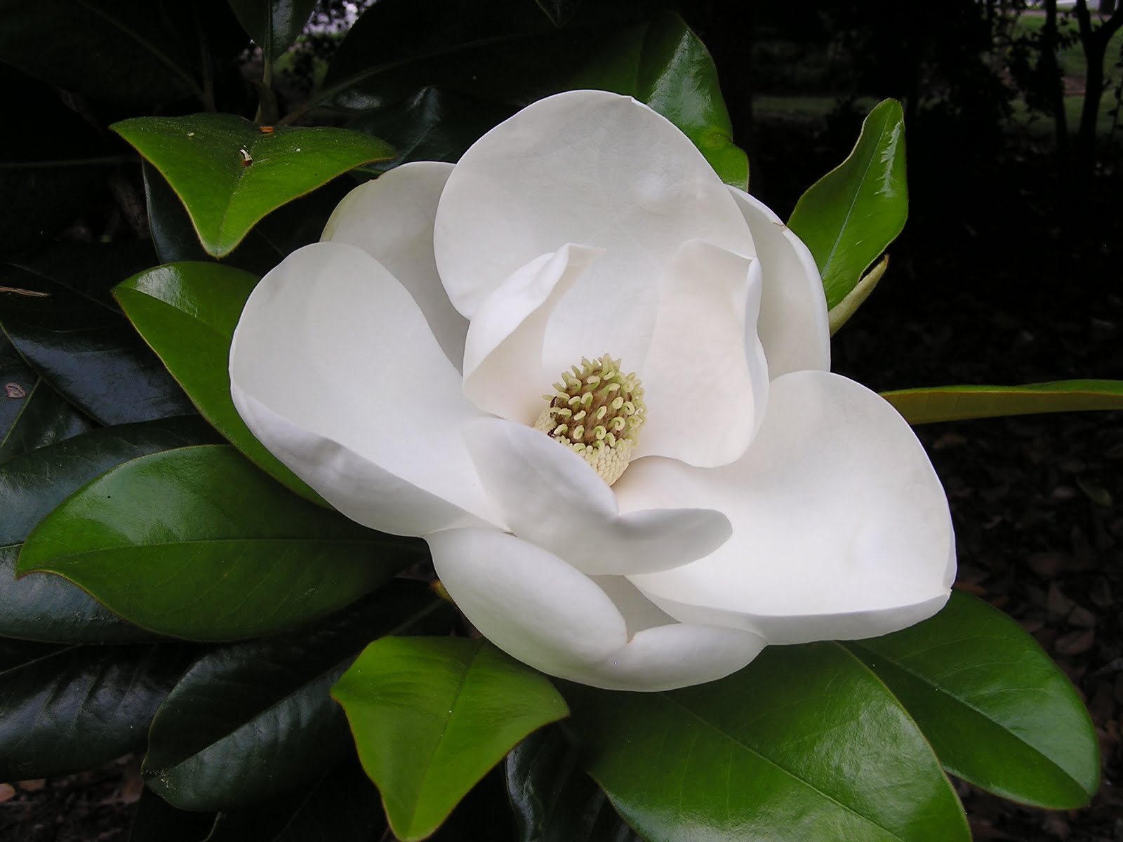 Flor magnolia escrito em Arabe