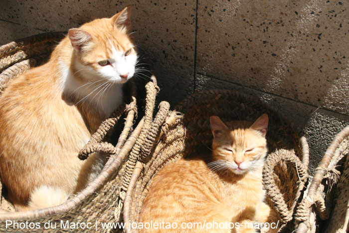 Chats à l'intérieur d'un panier de foin à Essaouira