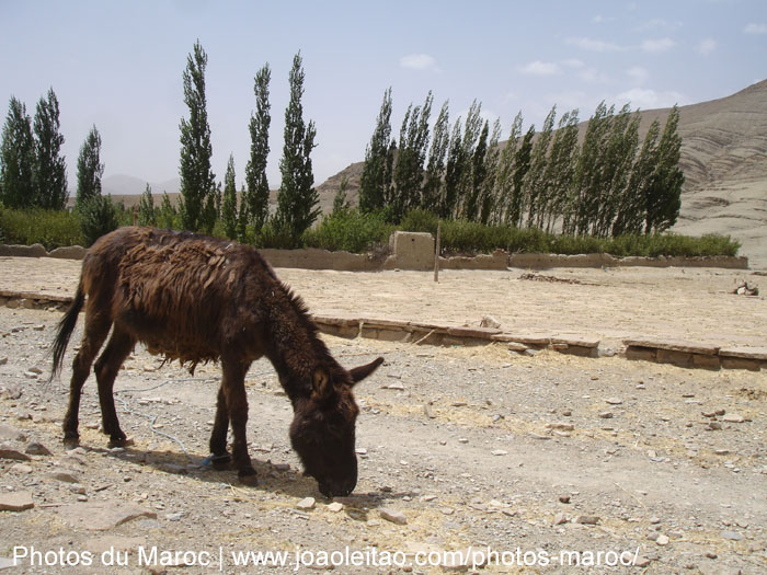 Âne qui mange dans le village de Agoudal