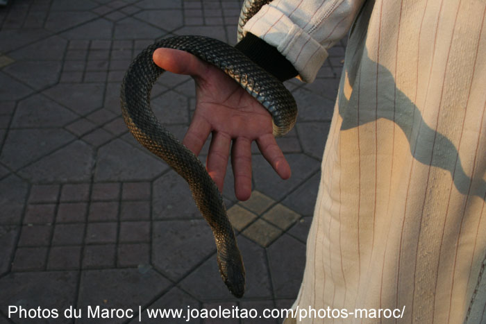Serpent sur la main d'un charmeur de serpents à Marrakech