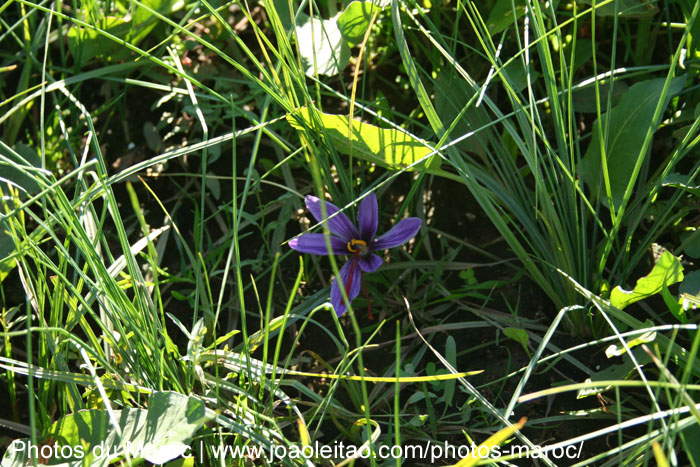 Fleur de safran dans une ferme à la vallée d'Ourika