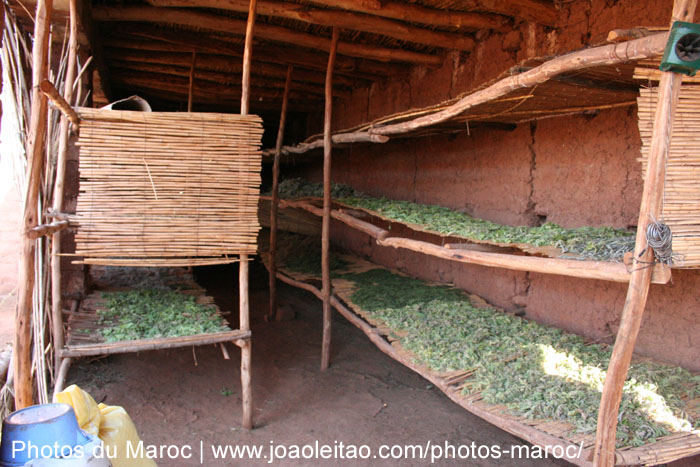 Herbes qui sèche dans une ferme près de la vallée d'Ourika