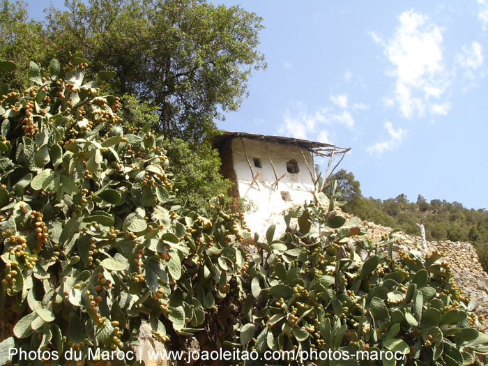 Figues de Barbarie et maison traditionnelle dans les montagnes du Rif