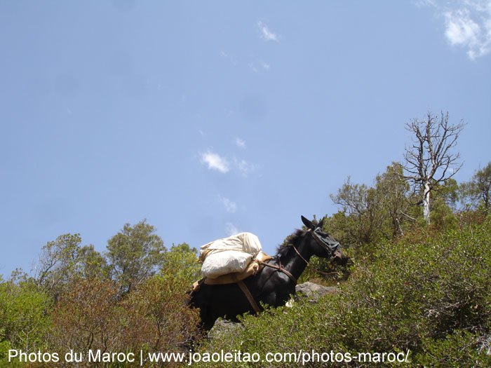 Âne dans les montagnes du Rif au Nord du Maroc