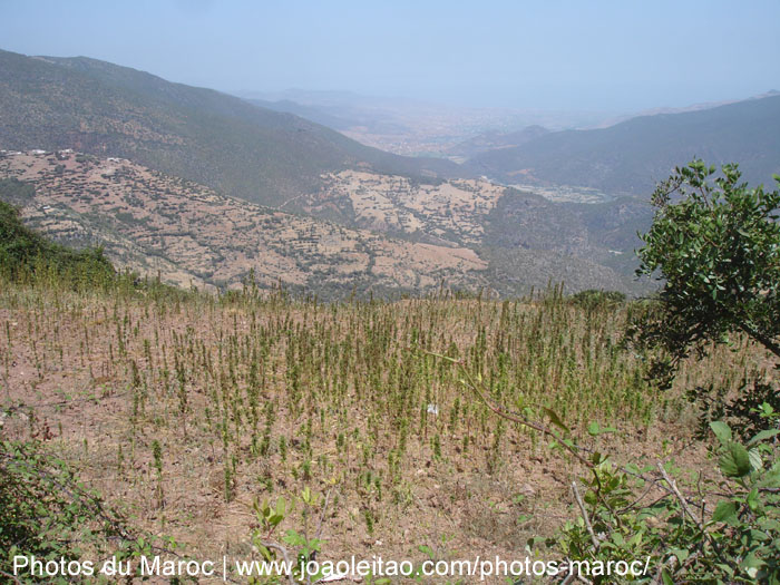 Plantation de marijuana dans le Rif Occidental au Nord du Maroc
