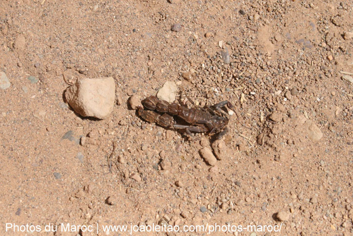 Scorpion mort dans la rue dans le village de Tamegroute