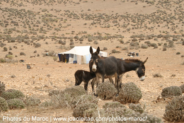 Ânes et tentes de nomades près de Guelmim