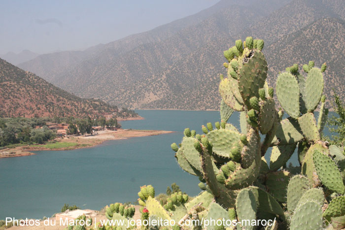 figues maroc