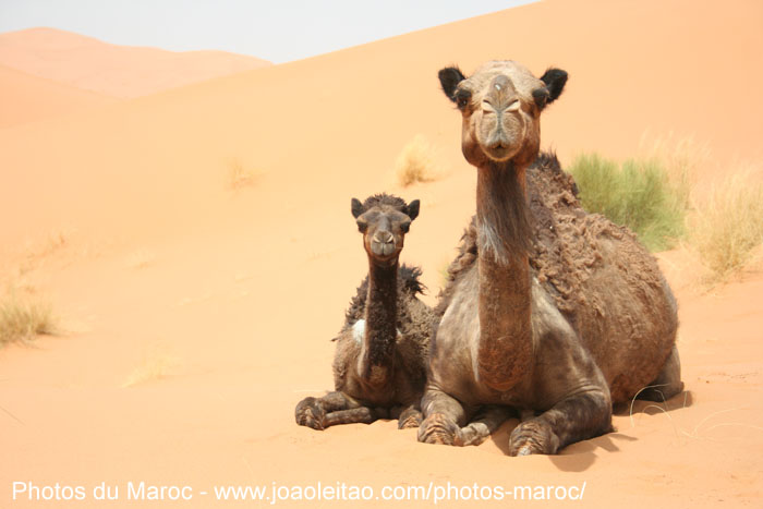 Dromadaire femelle avec son fils dans les dunes de l'Erg Chebbi