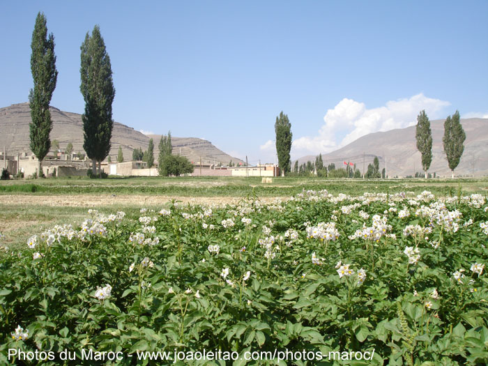 Plantation de pommes de terre à Imilchil dans les montagnes de l'Atlas