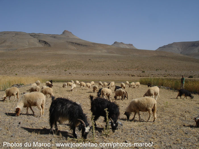 Chèvres et moutons dans la montagne prêt de Agoudal