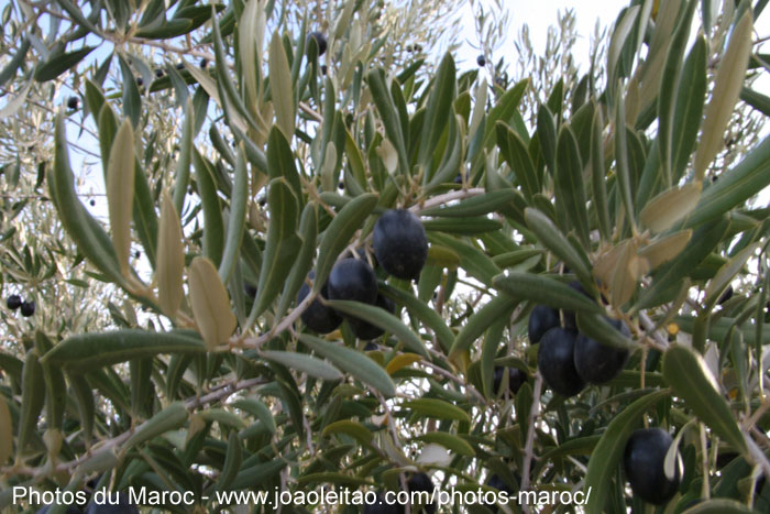 Oliviers à l'olivier dans le village de Imarigha dans l'Atlas