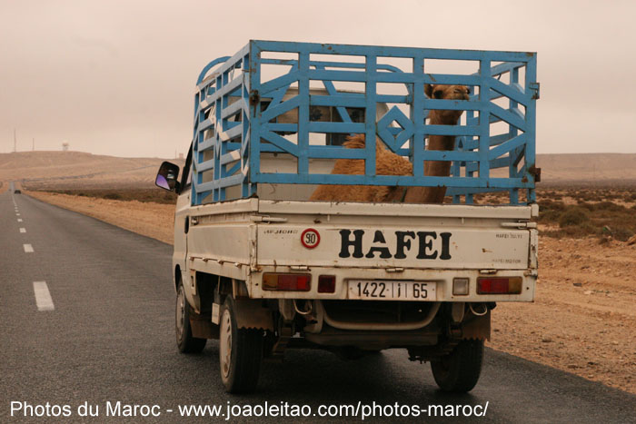 Dromadaire dans la partie arrière d'une camionnette sur la route de Guelmim