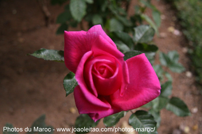 Rose dans un jardin d'un hôtel dans le village de Nkob