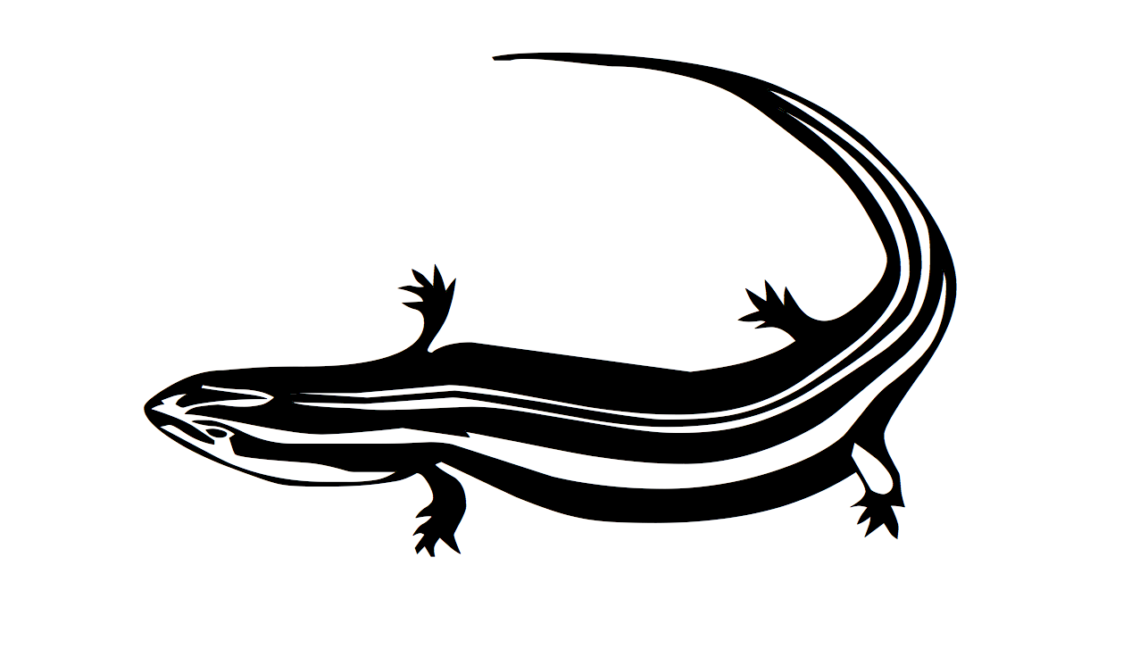 Dessin d'un lezard pour le tatouage