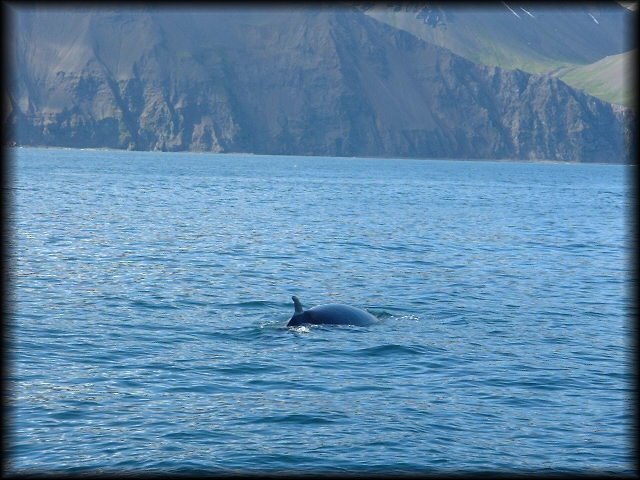 Baleias em Husavik