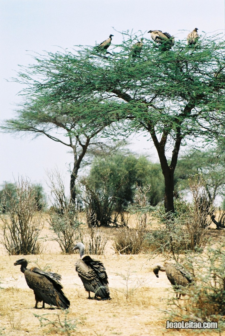 Viagem Carro Mauritania (52)