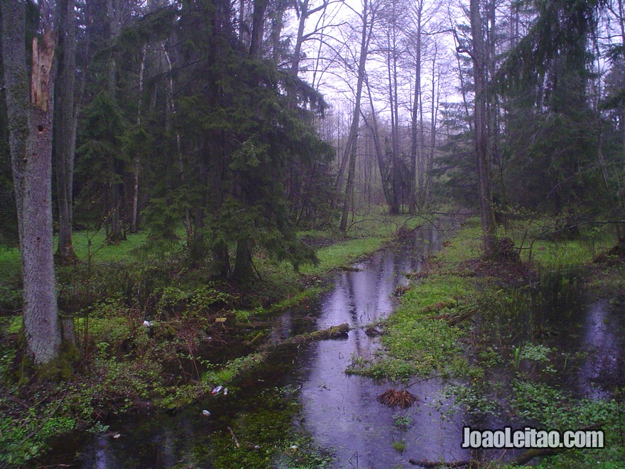 Fotografia do Parque Nacional Bialowieza