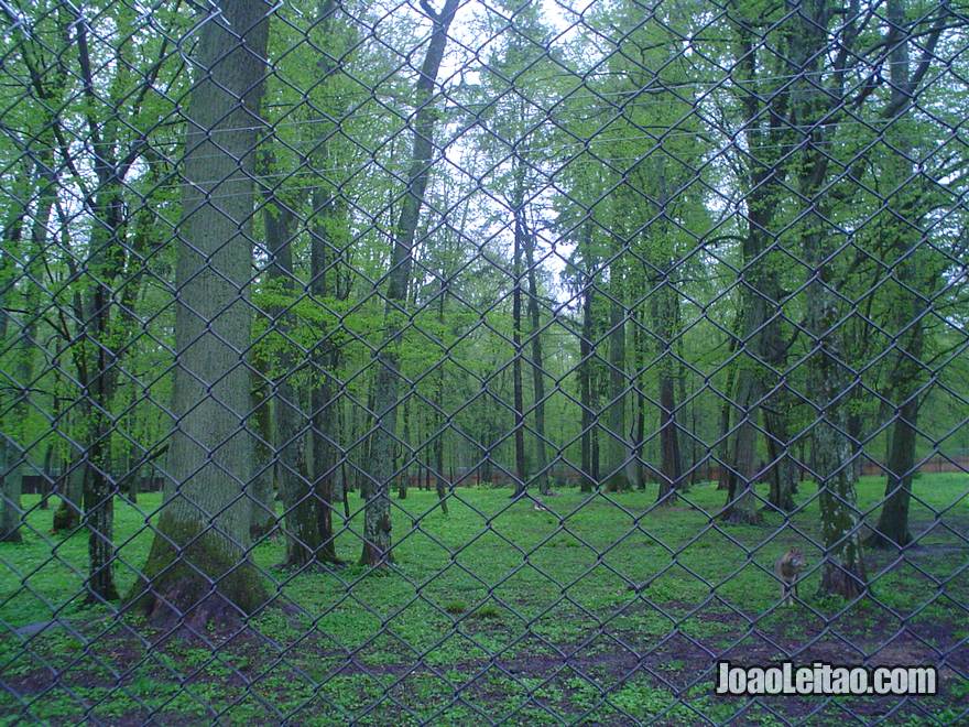 Fotografia do Parque Nacional Bialowieza