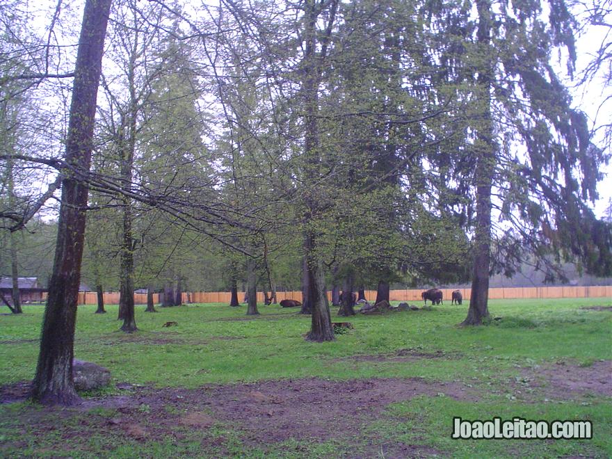 Fotografia do Parque Nacional Bialowieza