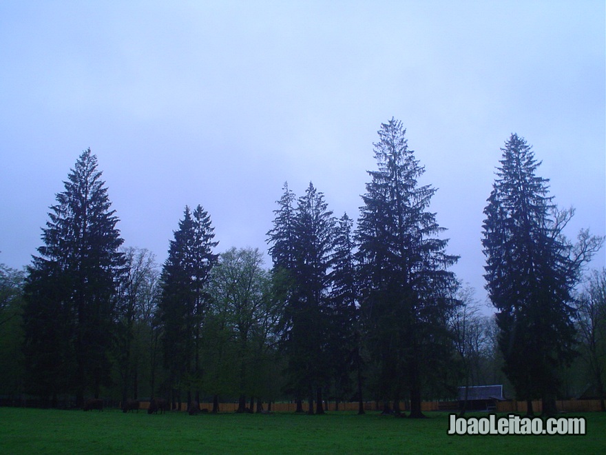Fotografia do Parque Nacional Bialowieza