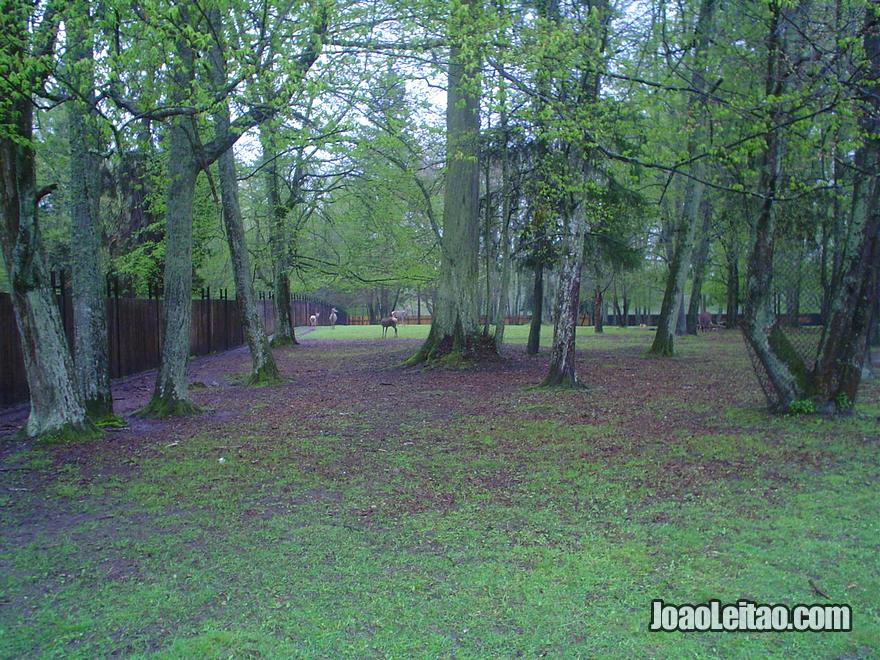 Fotografia do Parque Nacional Bialowieza
