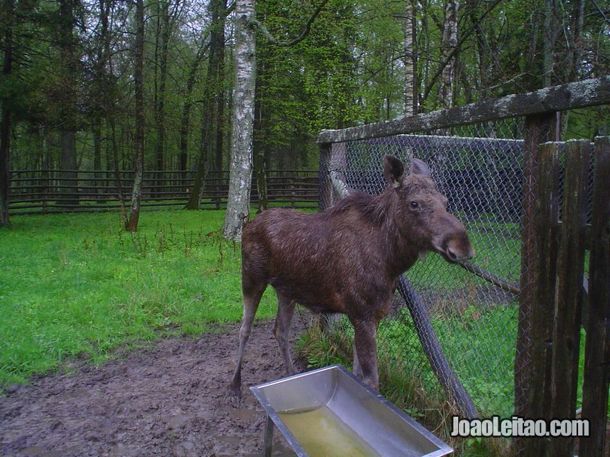 Fotografia do Parque Nacional Bialowieza
