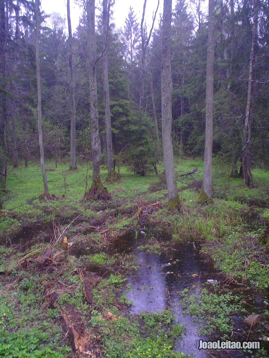 Fotografia do Parque Nacional Bialowieza