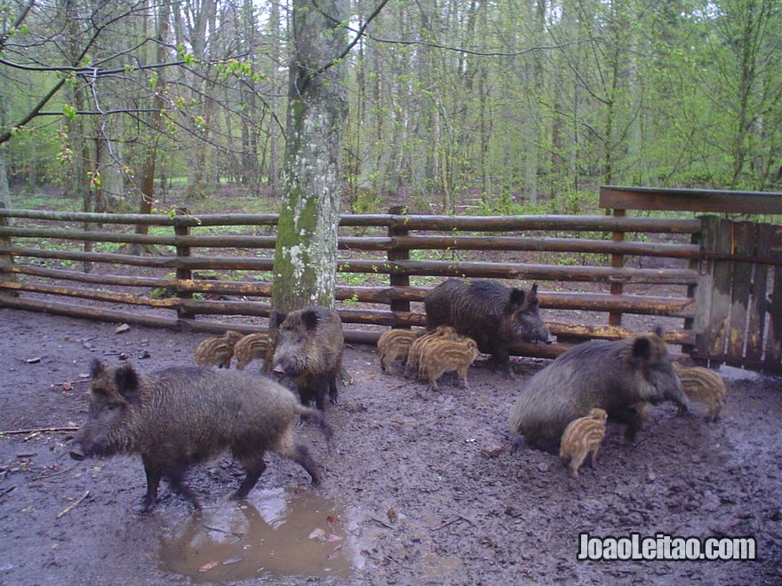 Fotografia do Parque Nacional Bialowieza