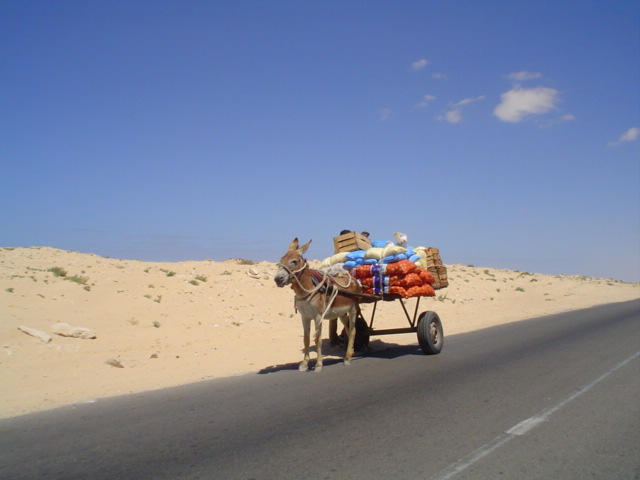 O que fazer em Nouadhibou, Mauritânia 9