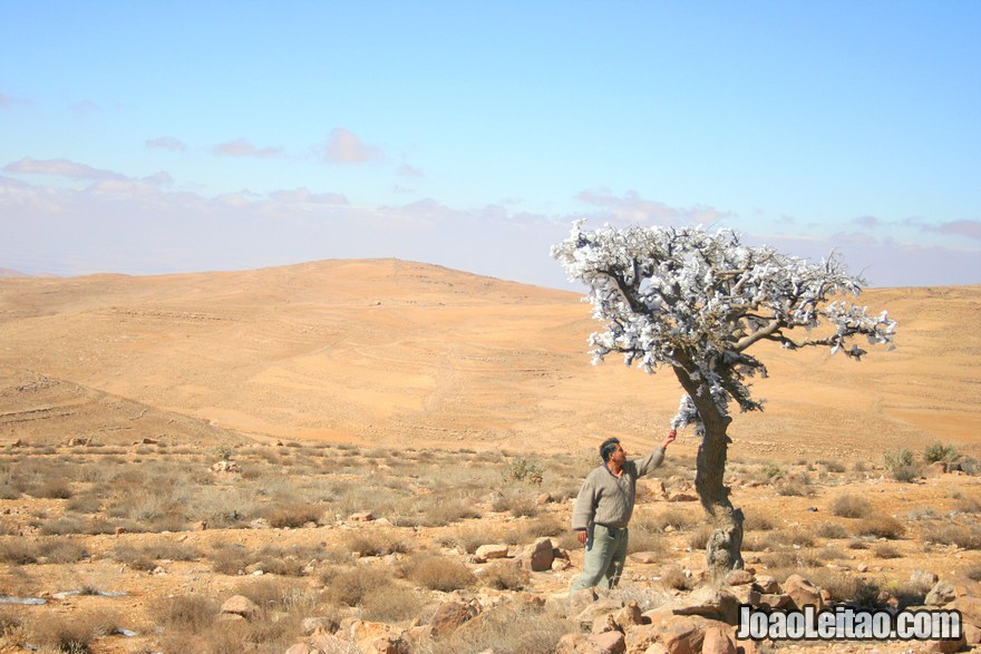 Foto de árvore com gelo na Estrada do Rei - Kings Way na Jordânia